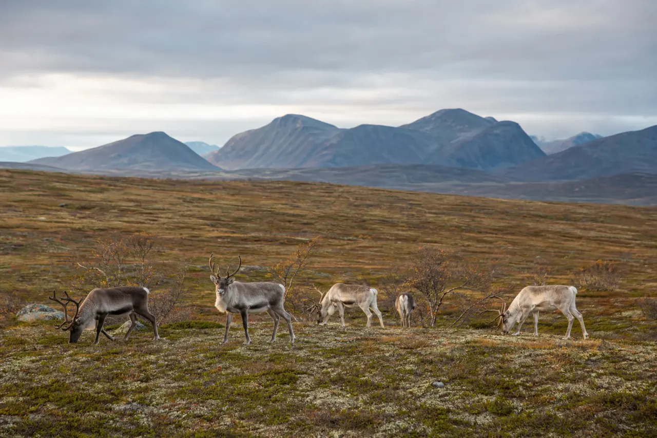 En liten renhjord på svensk fjällhed med mjuka berg i bakgrunden.